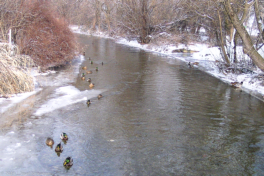 Enten im Mühlbach bei Eis und Schnee - Foto: Josef Strassner © 2004