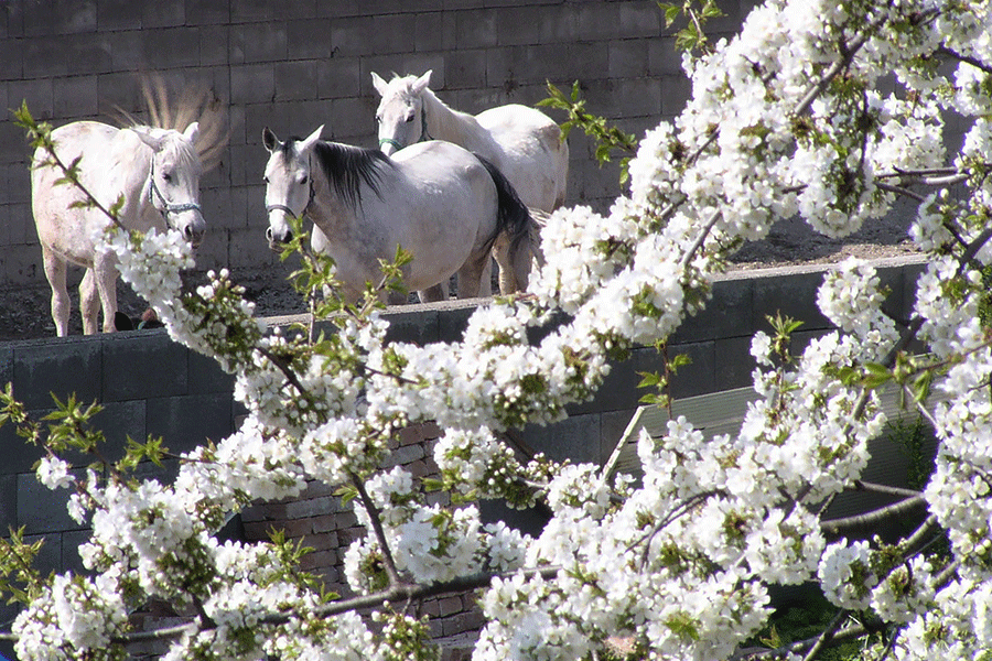 Fotograf und Fotobearbeitung Josef Strassner © 2006