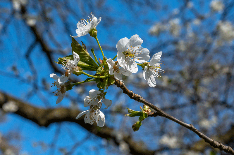 20. März 2020 - Der Frühling ist voll in Fahrt! Die Kirschblüte beginnt. - Foto JoSt