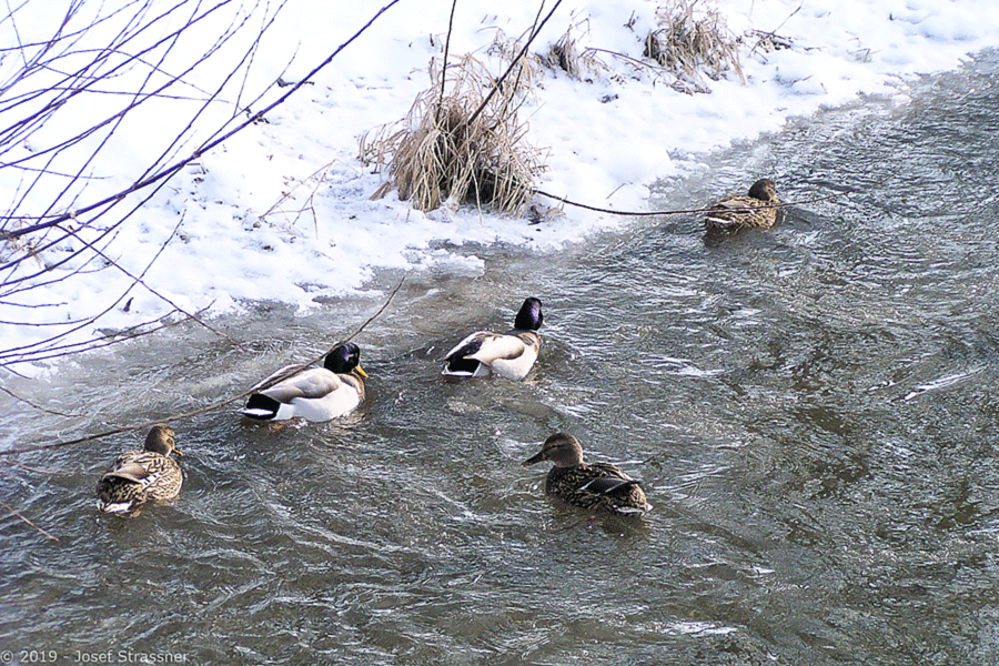 26. Jänner 2004 - Eis, Schnee und Enten im Mühlbach